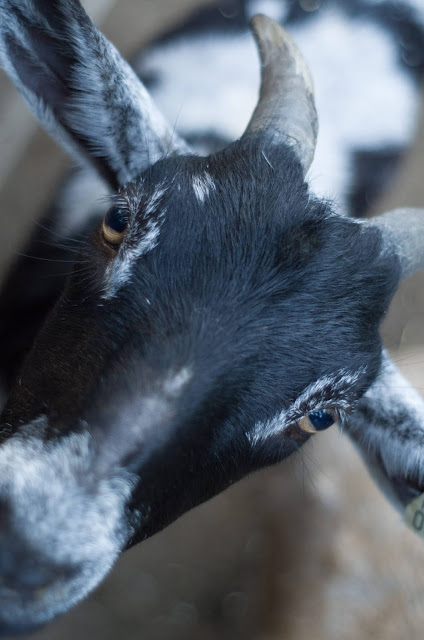 A black and white goat, photographed up close.