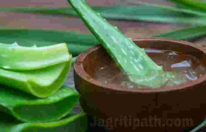 ऐलोवेरा या ग्वारपाठा : अनेक रोगों के लिए है रामबाण औषधी: फायदे,नुकसान तथा  घृतकुमारी का हलवाJagriti PathJagriti Path