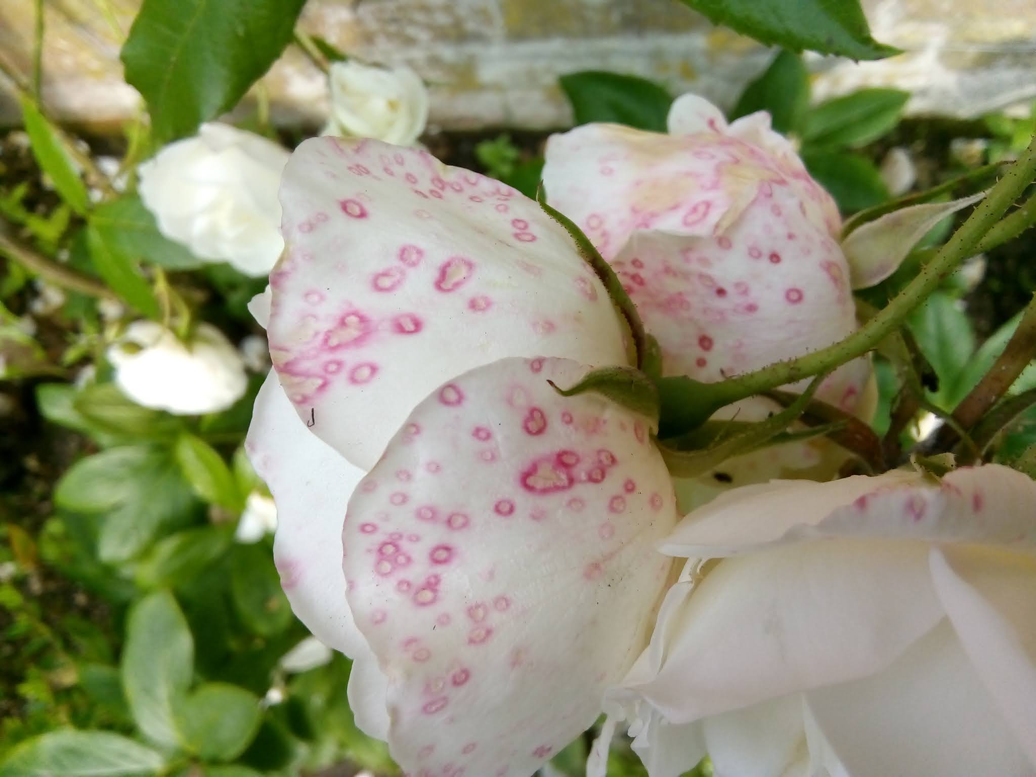 Rachel the Gardener Pink Spots on rose petals what are they?