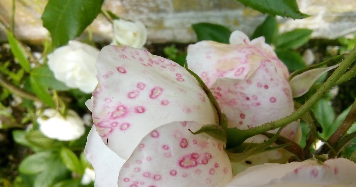 Rachel the Gardener Pink Spots on rose petals what are they?