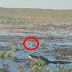 Vídeo impactante registra momento em que crocodilo devora drone e desfecho surpreende; assista