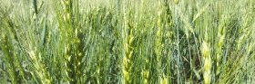 Organic Fertilizer | Inputs and Animal Feed: Relevance of Organic Input ...