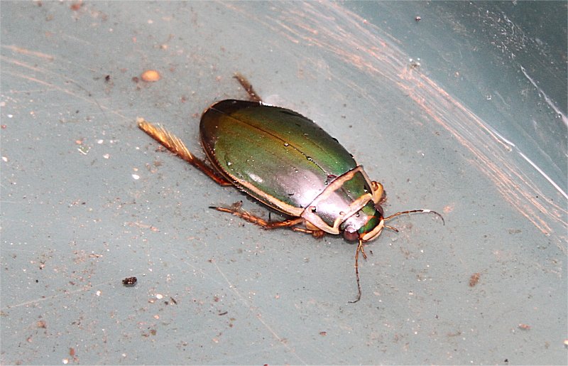 Murfs Wildlife Great Diving Beetle