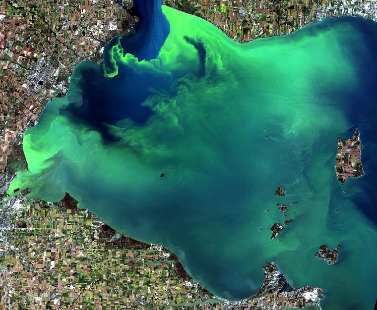The H in HABs (Harmful Algal Blooms)