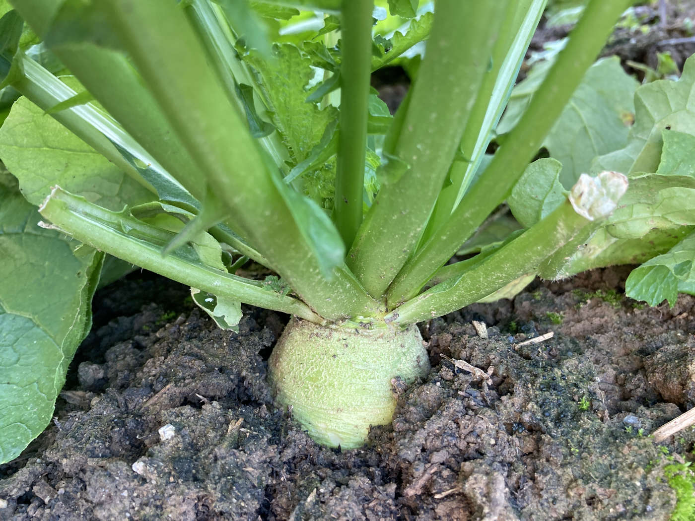 Gartenzone: Teltower Rübchen, die Luxuswurzel Gartenzone: Teltower Rübchen, die Luxuswurzel