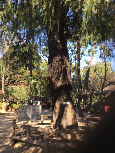 娘惹的雪泥鸿爪 十月17