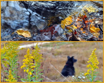 Photo Collage of fall color in the Missouri Ozarks