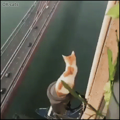 Crazy Cat GIF • When your brave cat thinks he's a bird. “Yes I believe I can fly!” Crazy Cat GIF • When your brave cat thinks he's a bird. “Yes I believe I can fly!”