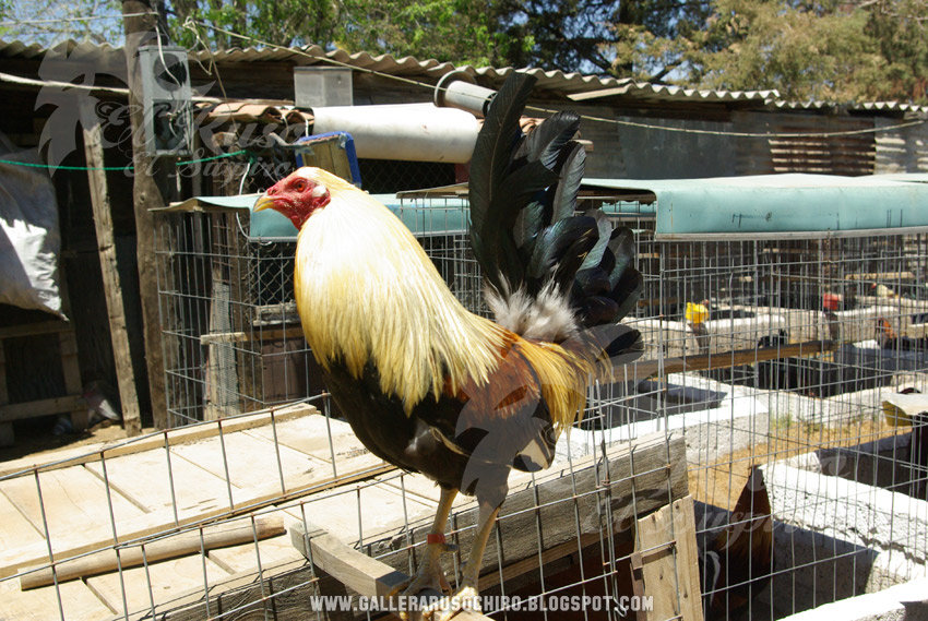 Gallera El Ruso, El Chiro Giro Albany