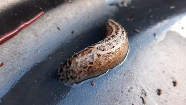 Stripey large slug