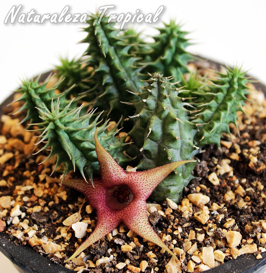 Un representante de las populares plantas del género Huernia