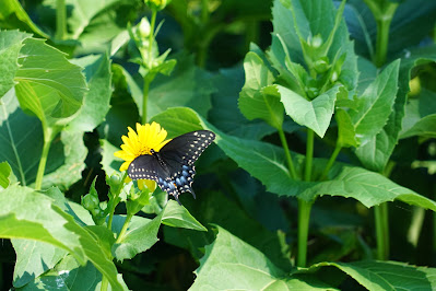 Swallowtail butterfly on flowers in Sunnyside Park