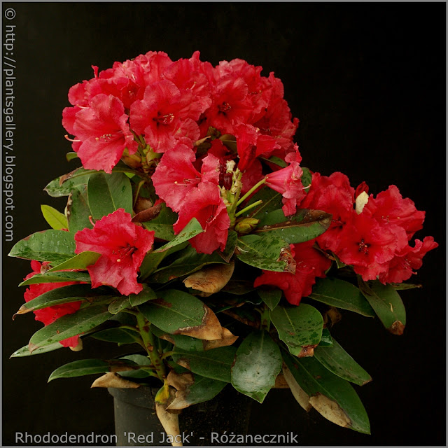 Rhododendron 'Red Jack' - Różanecznik 'Red Jack'  pokrój