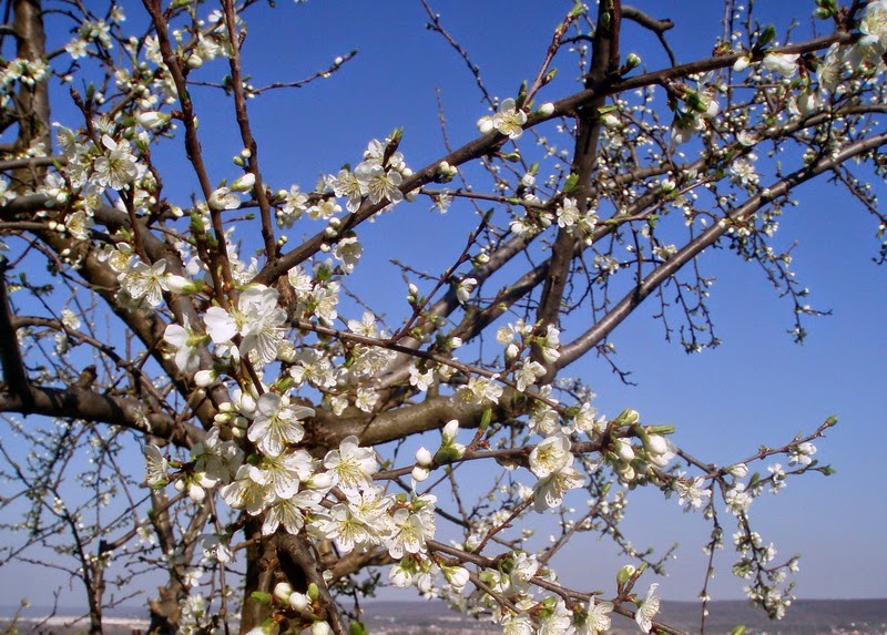Blogul Simonei Un Copac Cu Flori