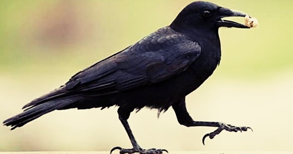 10 Contoh  Hewan  Aves Beserta Gambar Dan Penjelasannya 