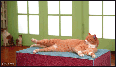 Cinemagraph • Funny cat doing his workout routine like his human... • Cat  GIF Website