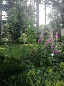 ogród Tamaryszka, naparstnice