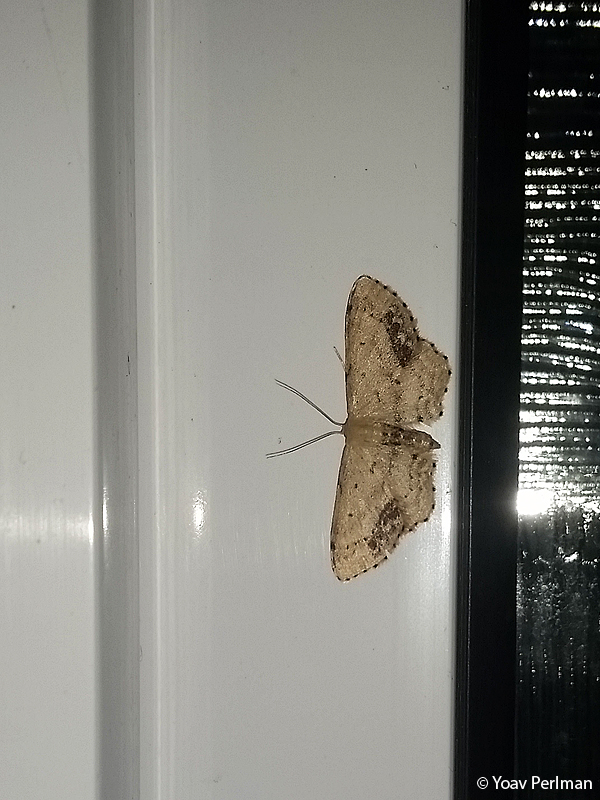 Yoav Perlman birding, science, conservation, photography Common bathroom moths