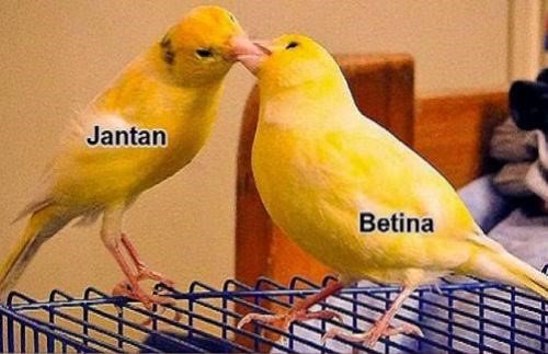Cara Membedakan Burung Kenari Jantan Dan Betina