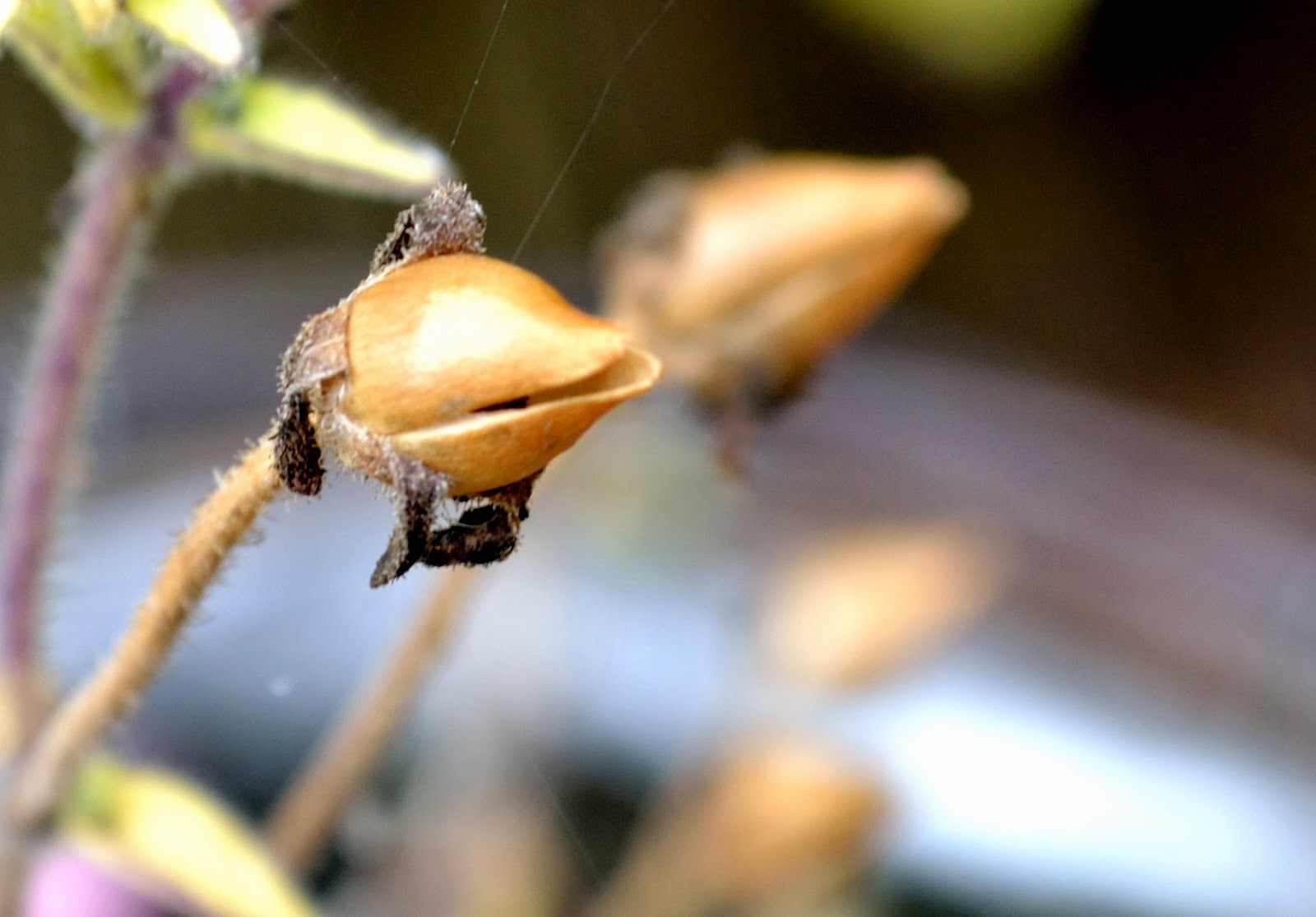 284/365 Begonia Seed Pods