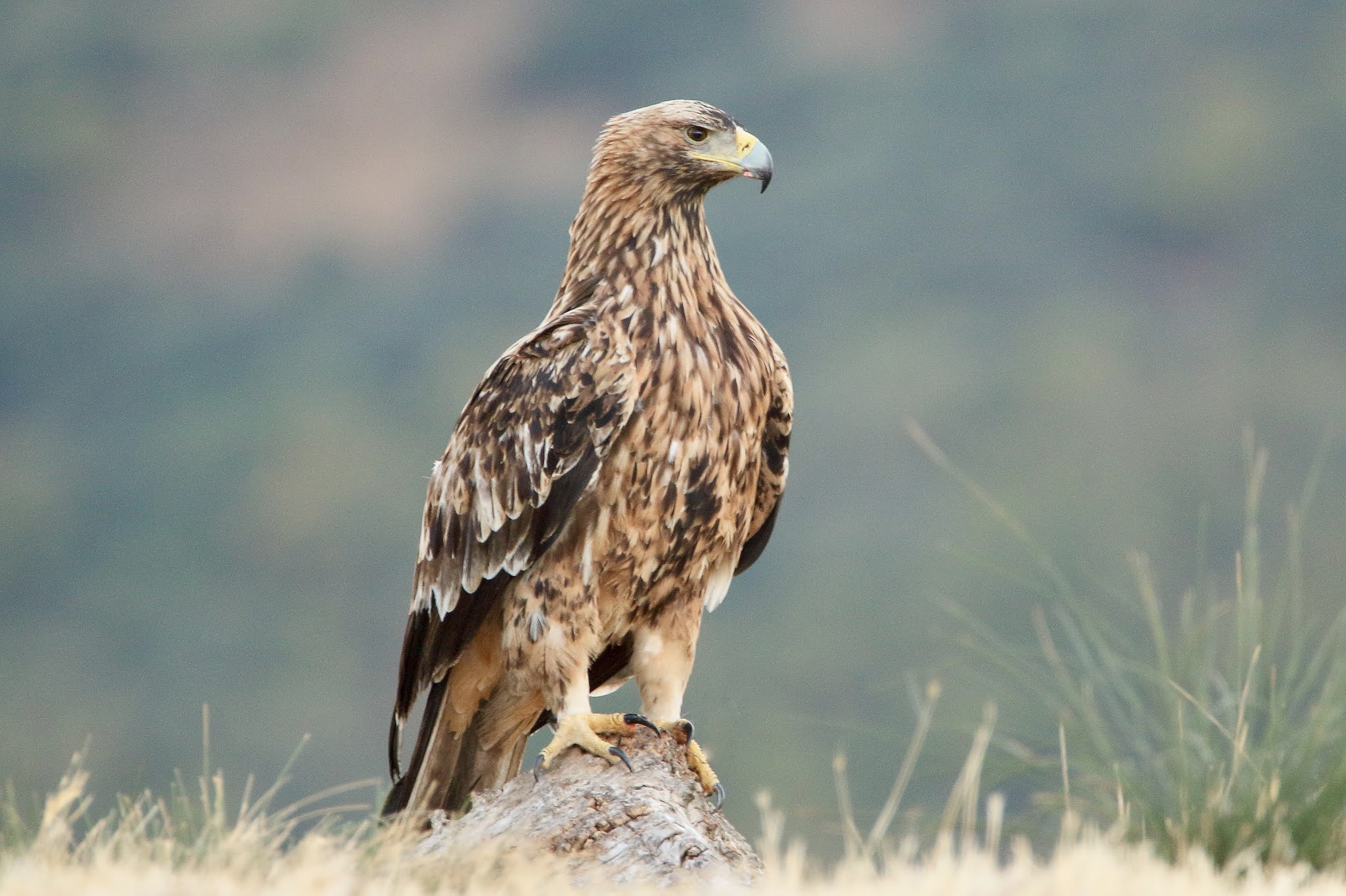 Aves Ibericas Aguila Imperial Iberica, Iberian