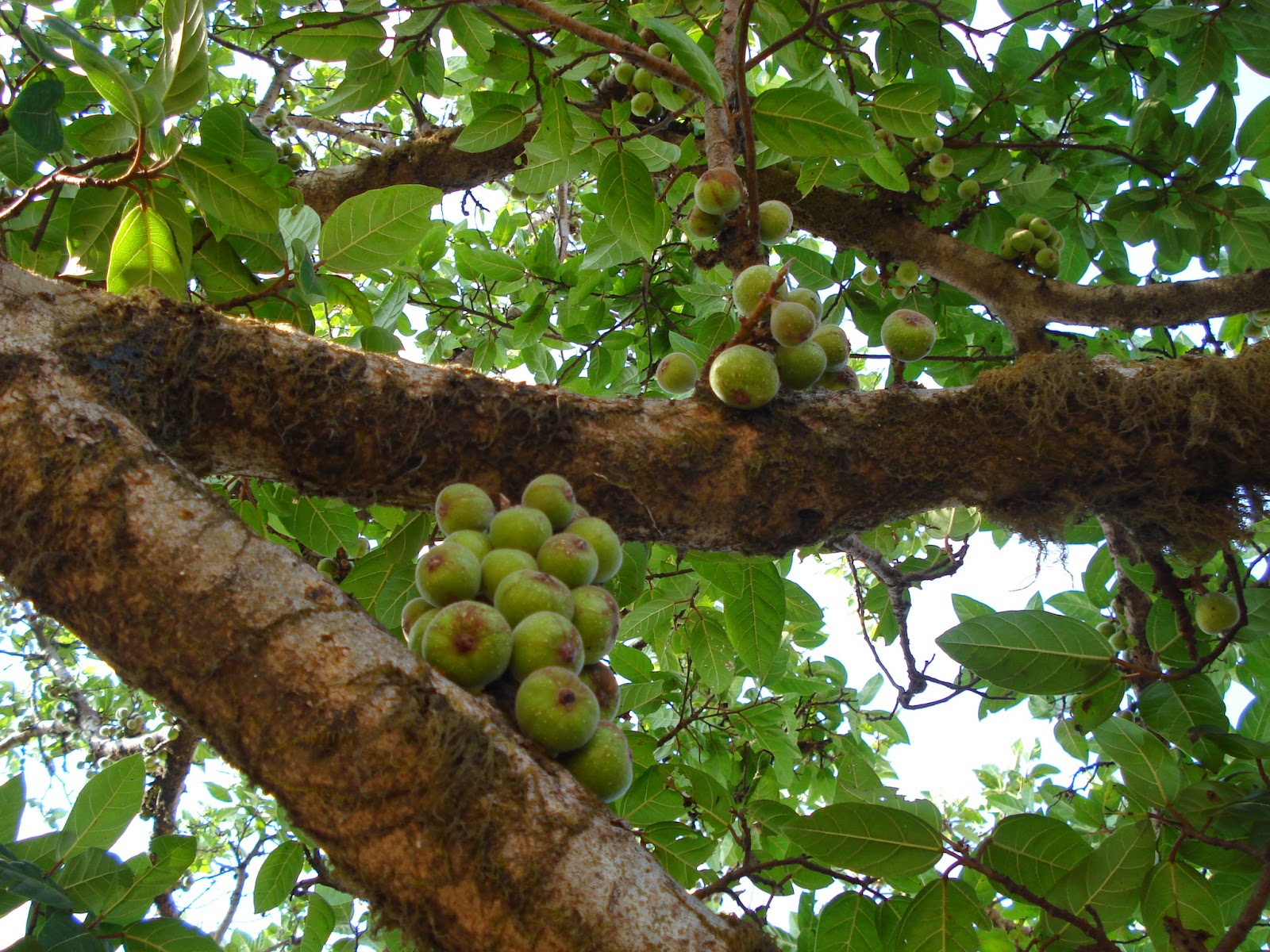 Ficus racemosa