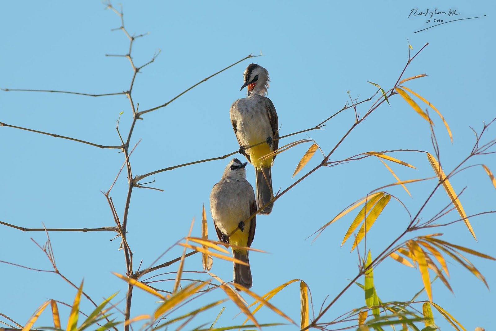 Birds and Nature Photography Raub Birds on Bamboo part 2