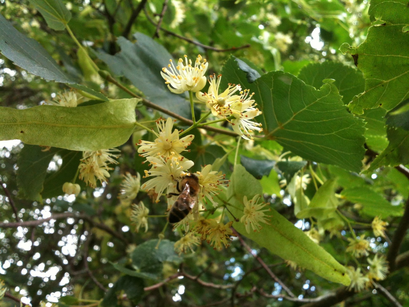 Che Guebee Apiary: Bees on Small-leaved Linden Tree and Elm-leaved ...