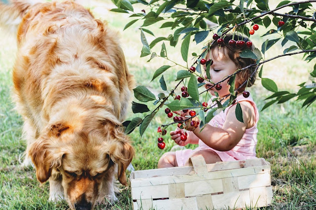 Can Dogs Eat Cherries? Are Cherries Safe For Dogs?