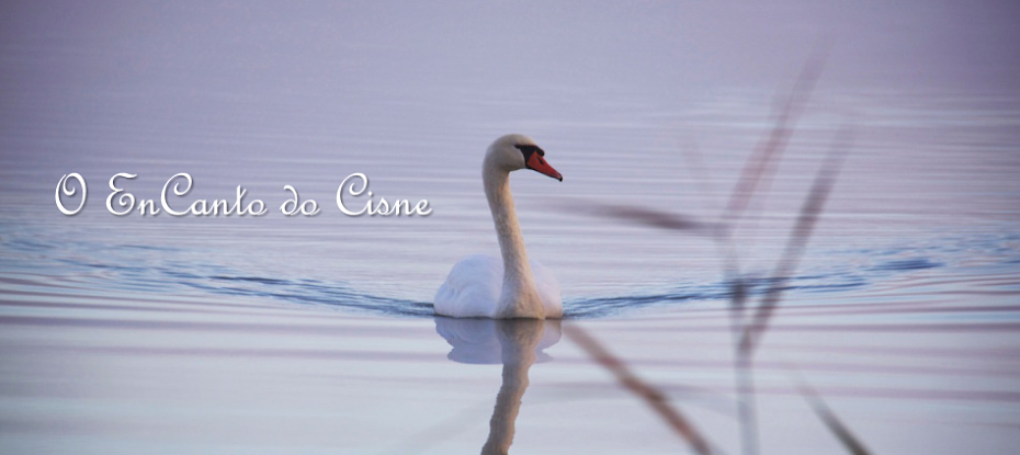 O EnCanto do Cisne