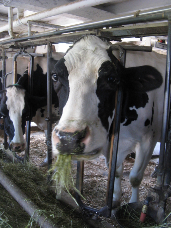 Happily married...to the cows! Feeding the Rye Grass...