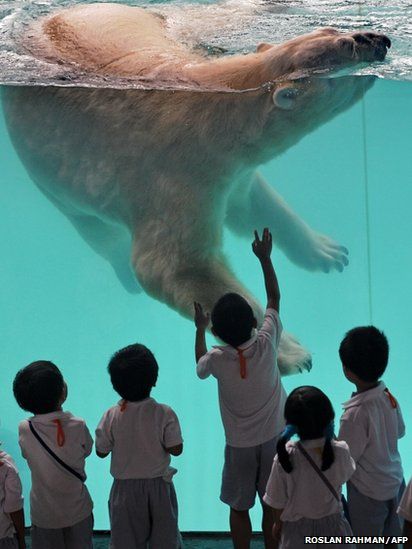 Top Rated Places to Visit in Singapore | A male polar bear at Singapore Zoo. Top Rated Places to Visit in Singapore | A male polar bear at Singapore Zoo.