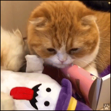 Funny Cat GIF • Overexcited fluffy cat playing hard rubbing his face on Halloween doll. Funny Cat GIF • Overexcited fluffy cat playing hard rubbing his face on Halloween doll.
