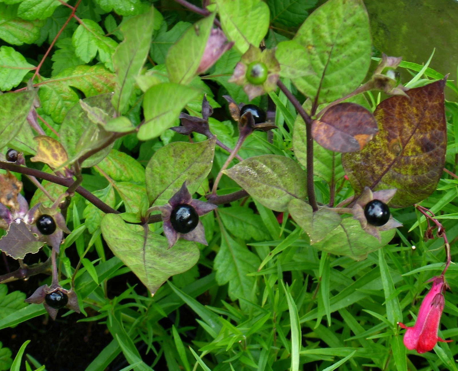 Blok888 Top 10 Most Poisonous Plants in the world