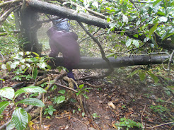 Walking through dense forest of the  Bhagwan Mahavir wildlife sanctuary.