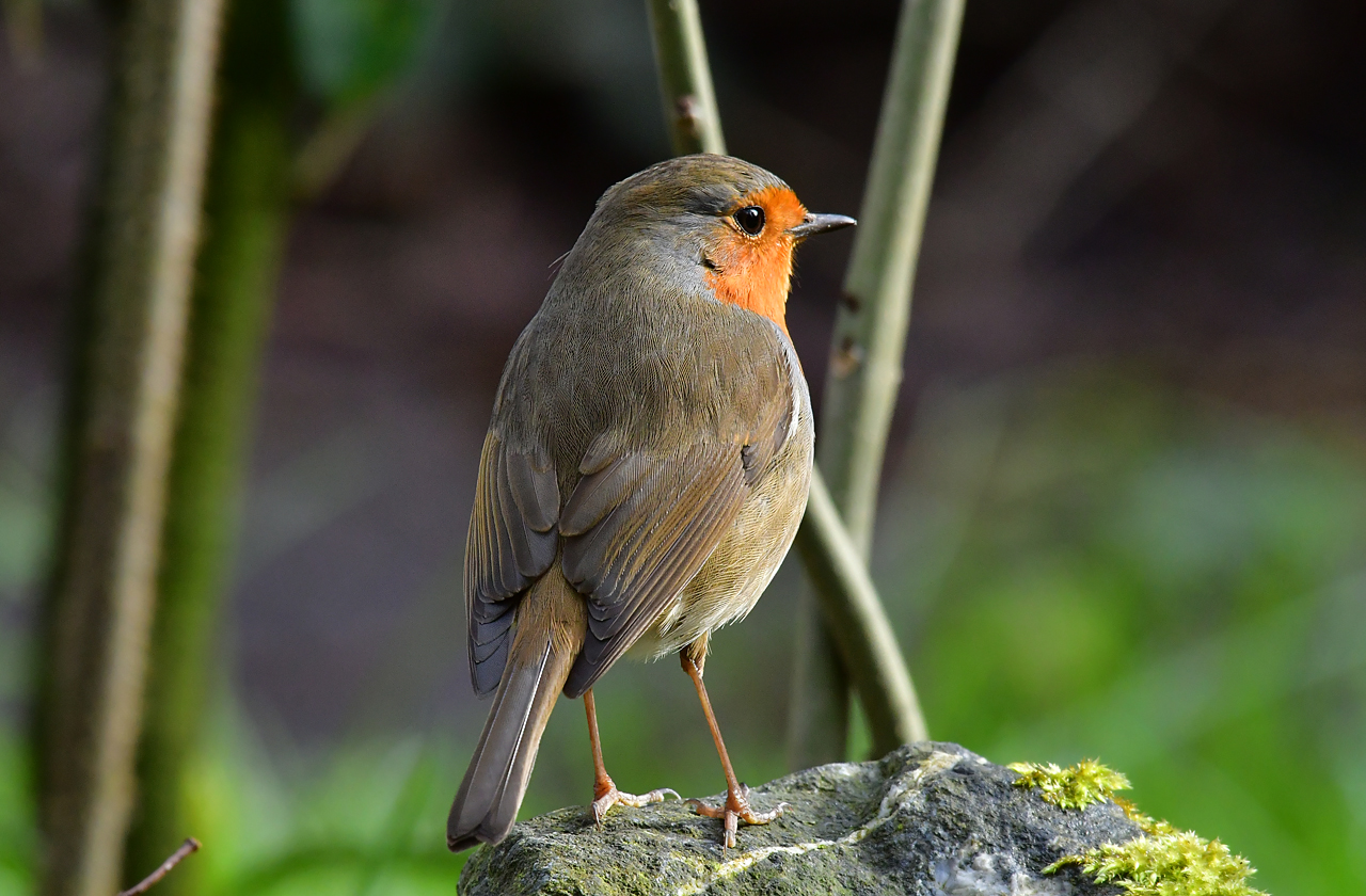 Jozef van der Heijden Natuurfotografie Roodborst met een broedvlek