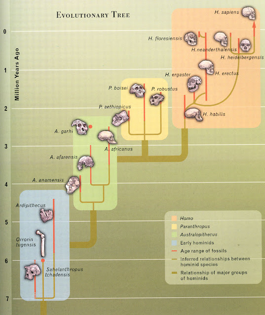1_4.PREHISTORIA: ÁRBOL FILOGENÉTICO DE LA EVOLUCIÓN HUMANA