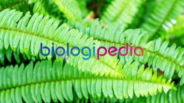 Pengertian, Ciri-ciri, Klasifikasi, dan Reproduksi Tumbuhan Paku Pengertian, Ciri-ciri, Klasifikasi, dan Reproduksi Tumbuhan Paku