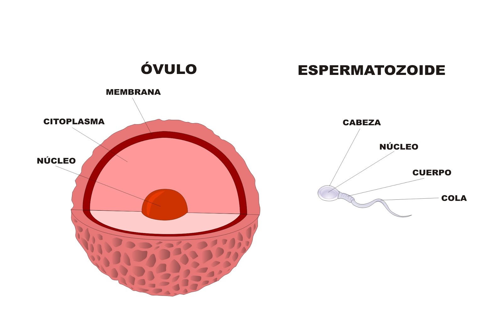 célula del aparato reproductor femenino