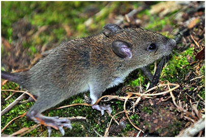 Hama Kelapa Sawit: Tikus