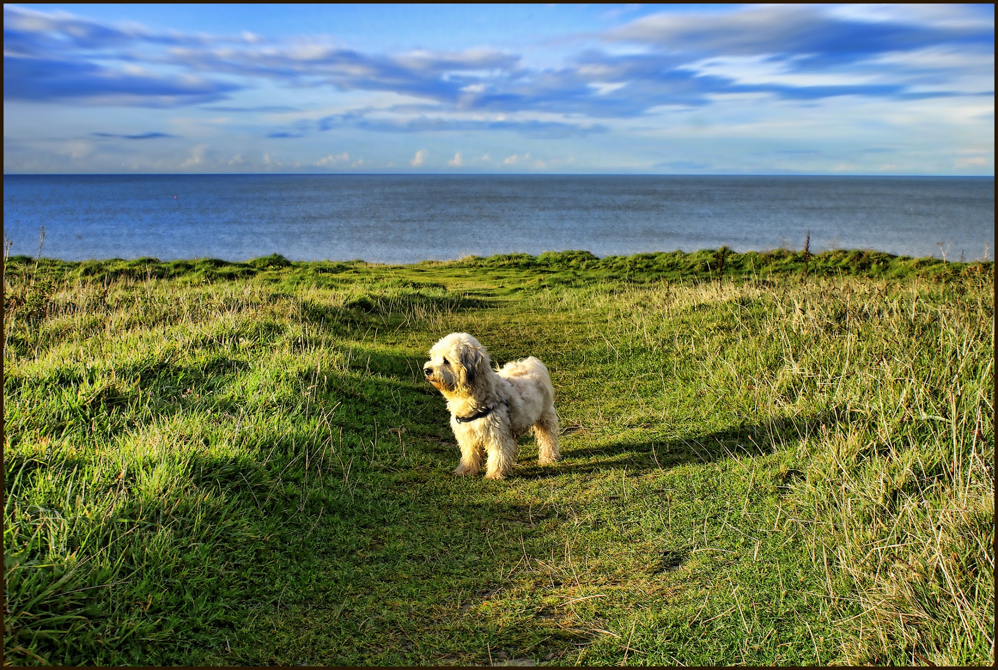 top 10 quietest dogs