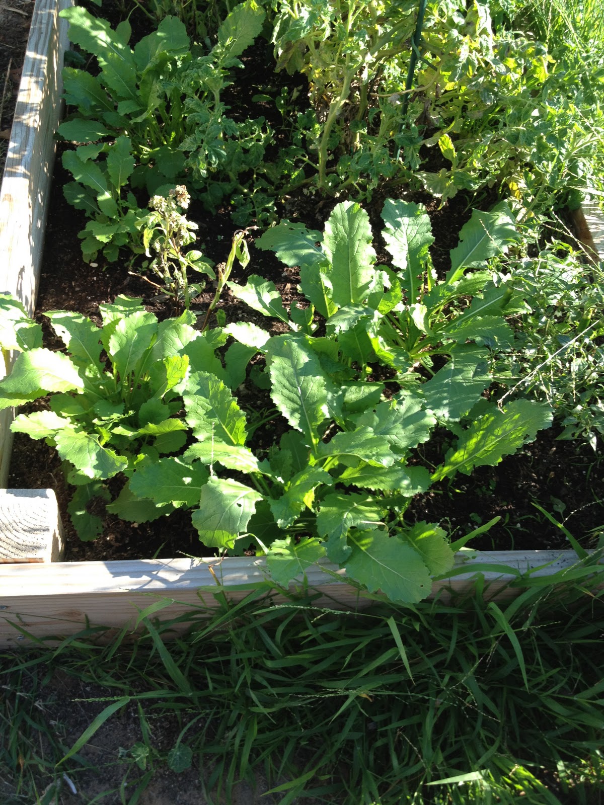 Growing turnips for the first time