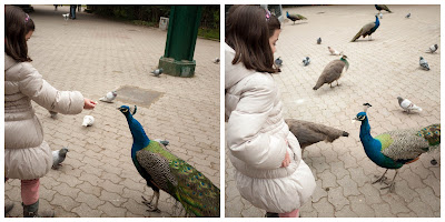 Dando de comer pan a los pavos del Campo Grande de Valladolid