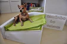 cama elevada e inclinada para cães com megaesôfago