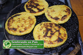 haciendo arepas