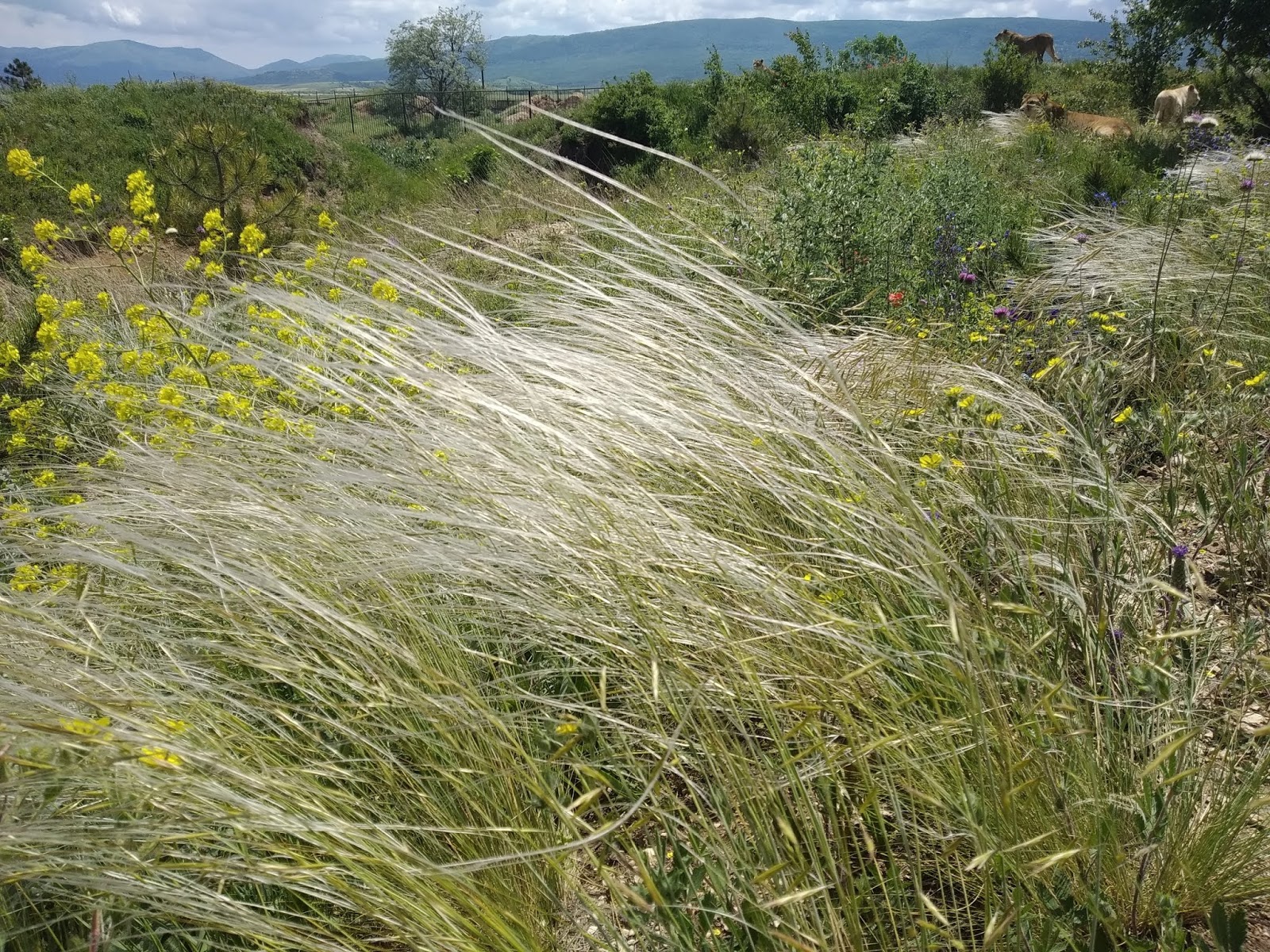 цветущая степь весной. запах степи. калмыкия волгоградская область. запах степи. запах степи.
