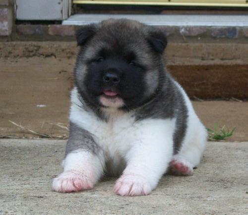 Akita Puppy Pictures