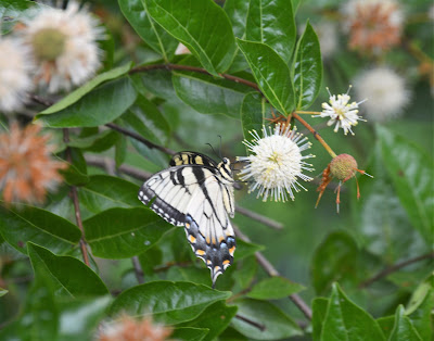 A Walk Around the Buttonbush Southern Meadows