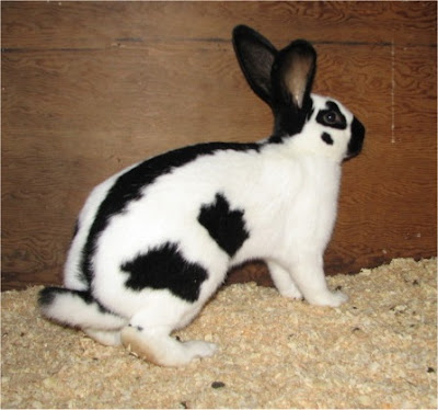 Checkered Giant Rabbit Breed