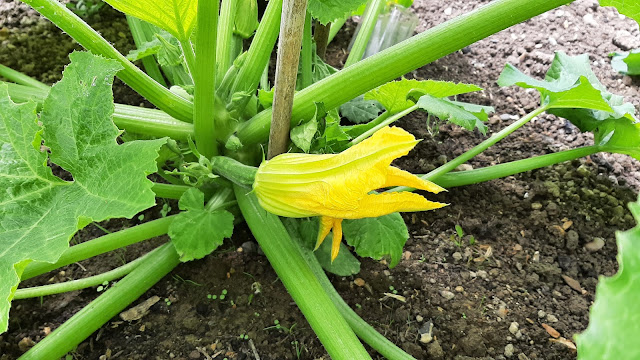 First courgette